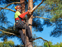 Experience Arborist