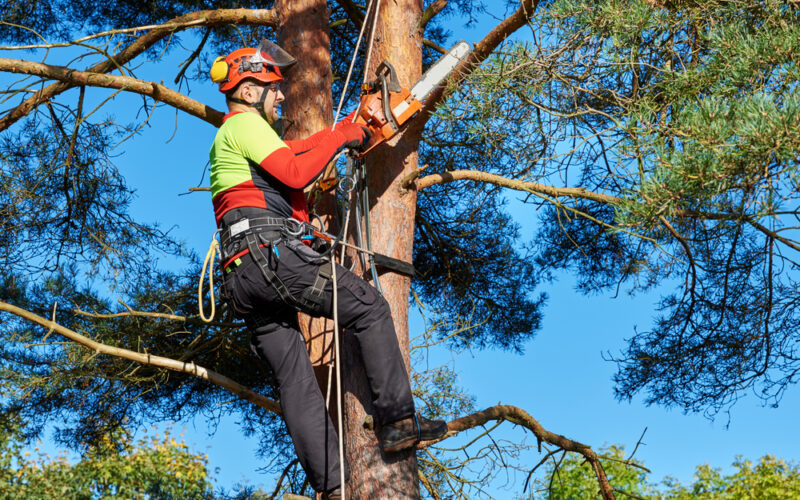 Experience Arborist
