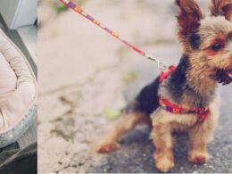 4 Must-Have Dog Essentials You Should Have for Dog Training