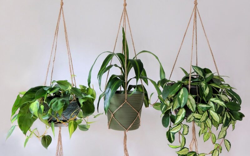 hanging pot plants online