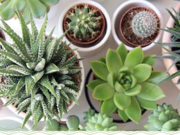 Succulents