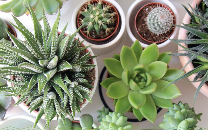 Succulents