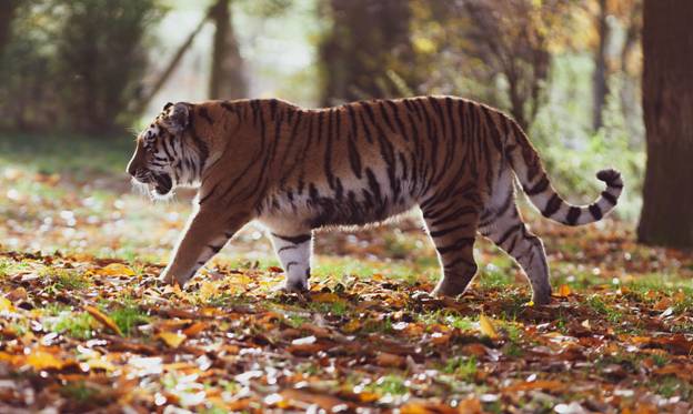 tiger safari India