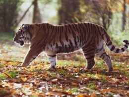 tiger safari India