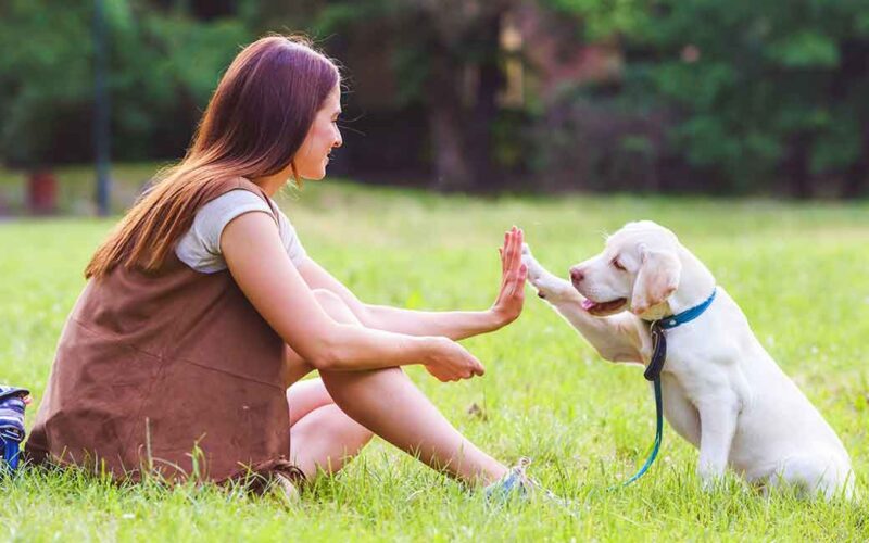 Signs Showing That You Need a Professional Trainer for Your Dog?