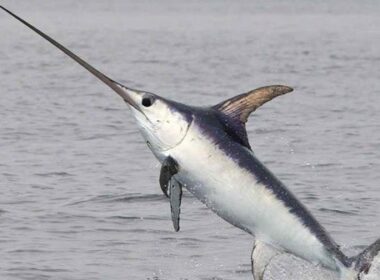 Swordfish