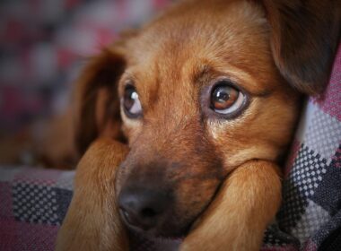 welcoming your puppy to their new home