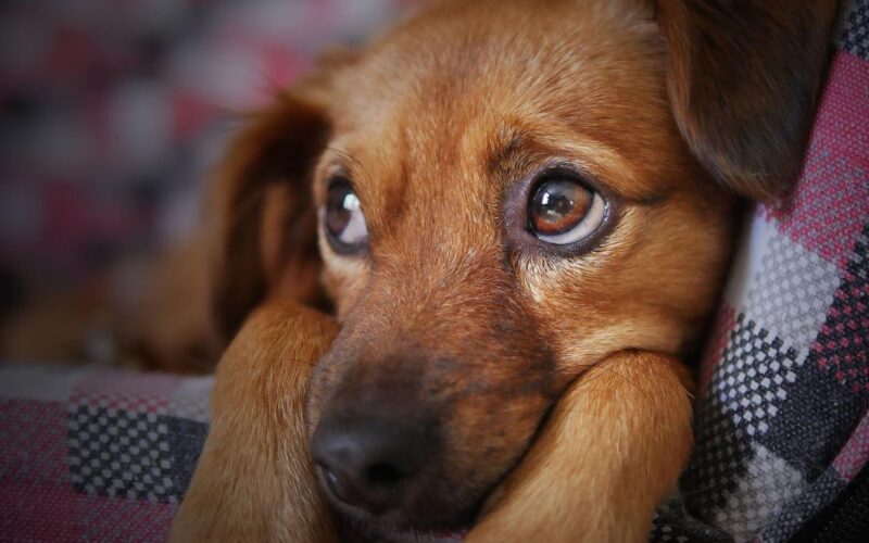 welcoming your puppy to their new home