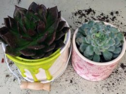 succulents