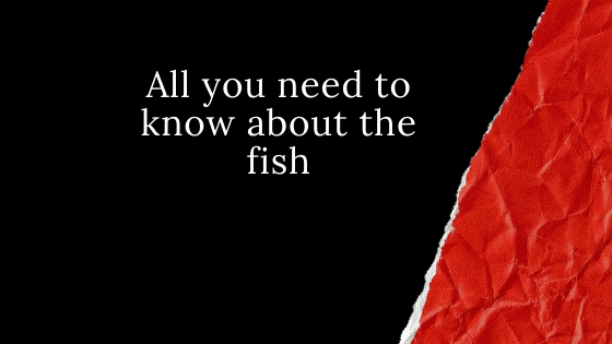 All you need to know about the fish