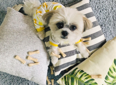 Top 7 Home Cleaning Hacks for Pet Owners