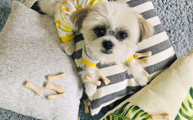 Top 7 Home Cleaning Hacks for Pet Owners